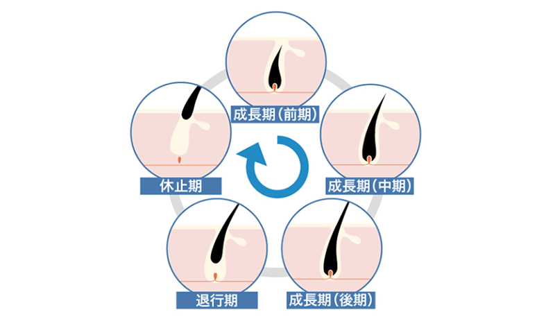 ヘアサイクル（成長期、休止期、退行期）