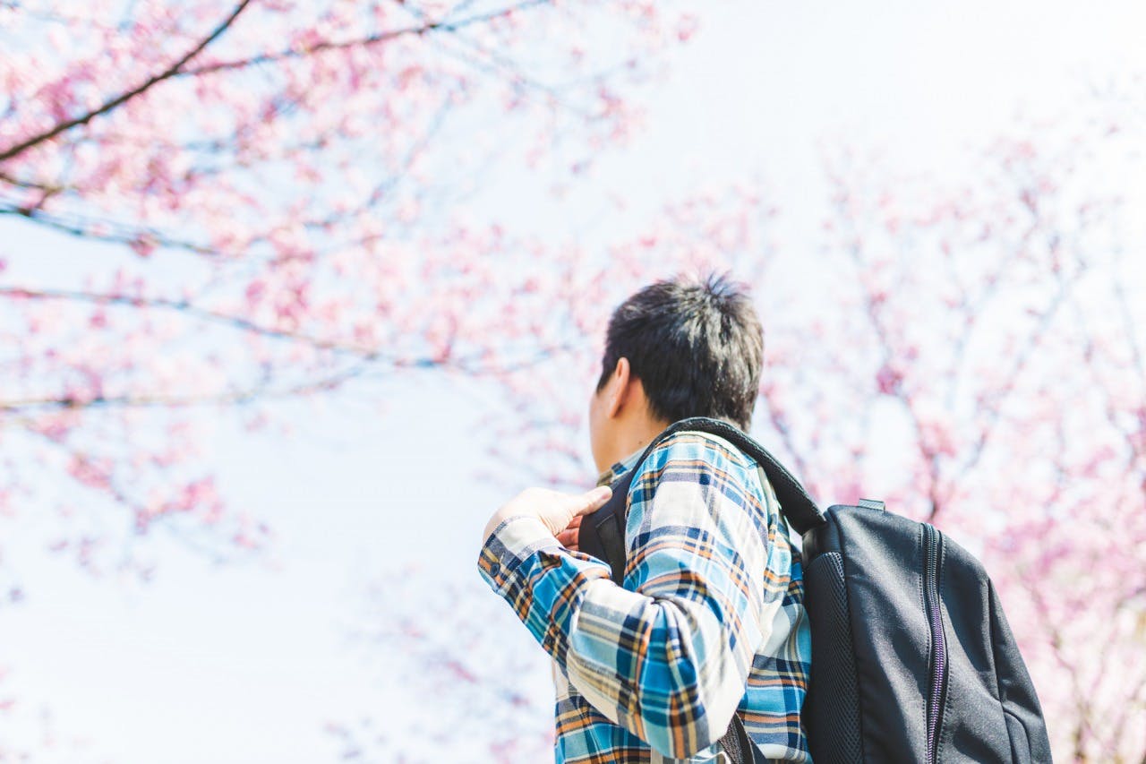 桜を見上げる男性のイメージ写真