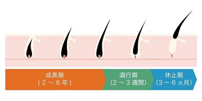 ヘアサイクルの流れ（成長期・退行期・休止期）