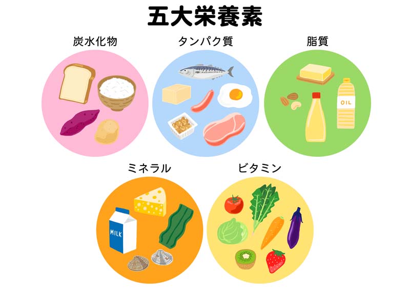 五大栄養素（炭水化物・タンパク質・脂質・ミネラル・ビタミン）