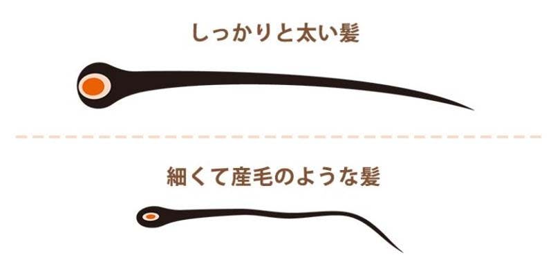 しっかりと太い髪の毛と、細くて産毛のような髪の毛の比較イメージ